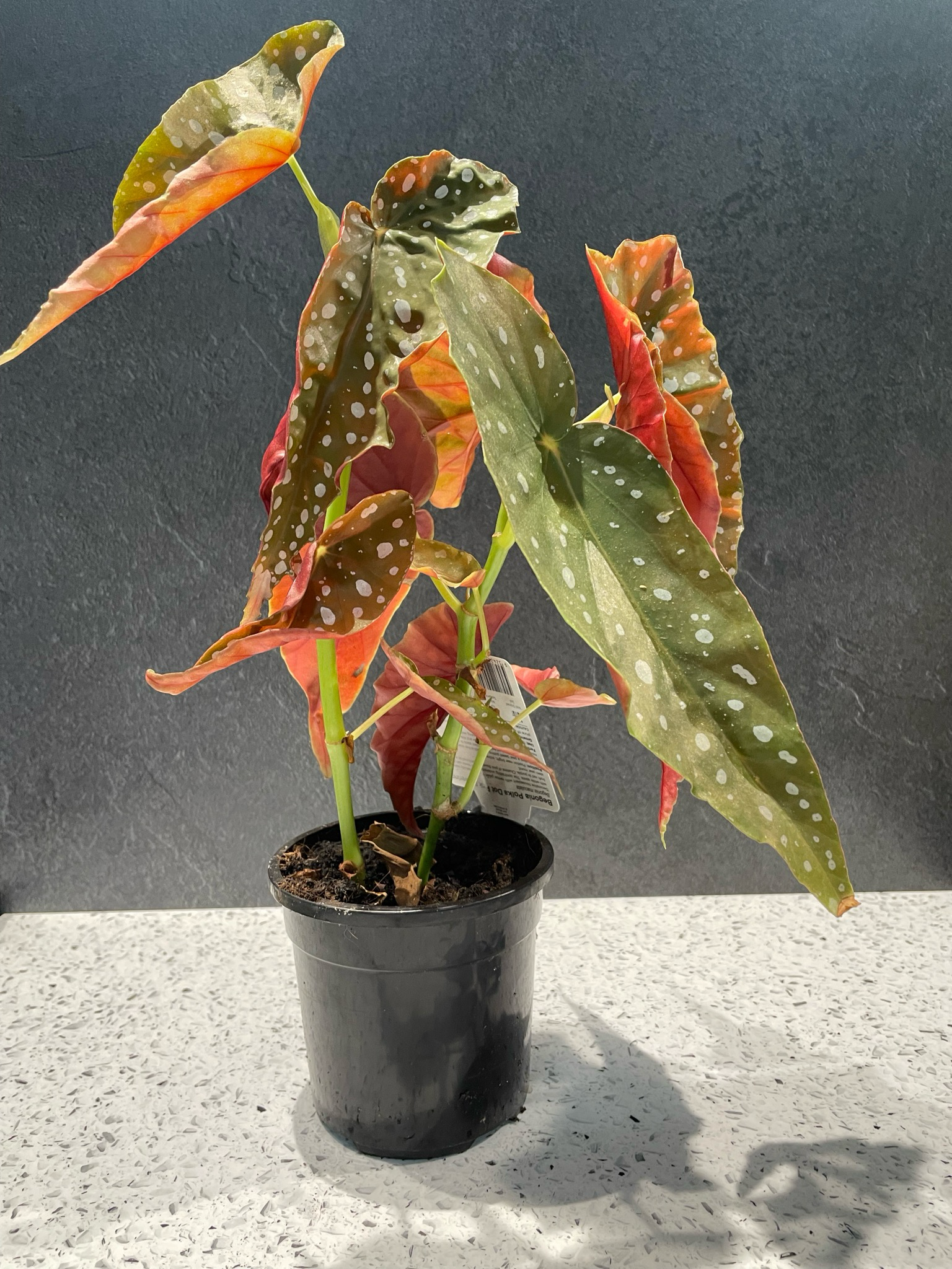 Amelia Rainbow Planter - Pink - Medium -14cm H x 14.5cm W