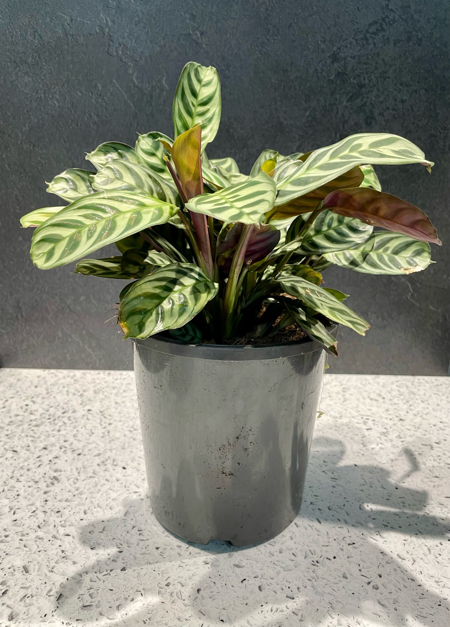 Amelia Rainbow Large Planter -Pink 17cm H x 15.5cm W