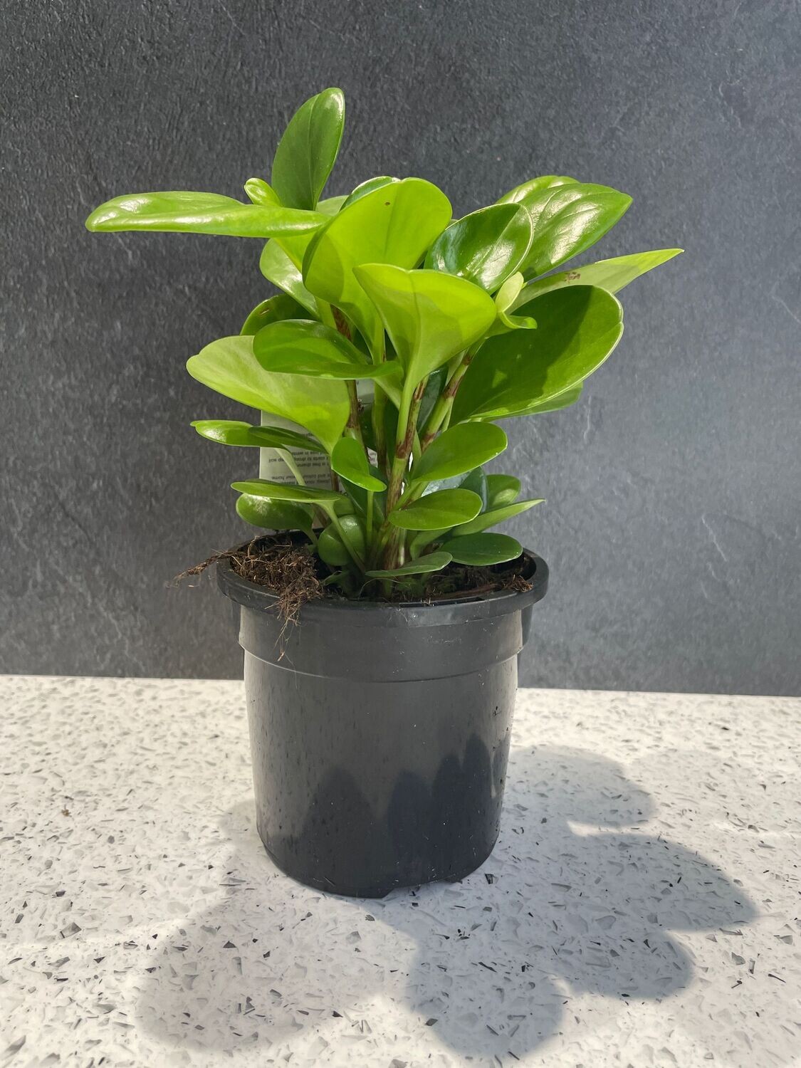 Peperomia Baby Rubber Plant (13cm)