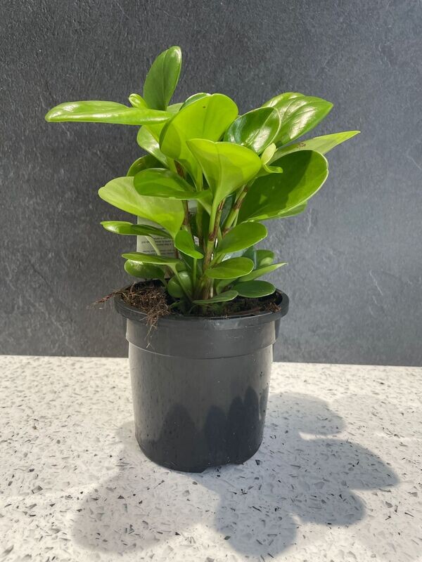 Peperomia Baby Rubber Plant (13cm)