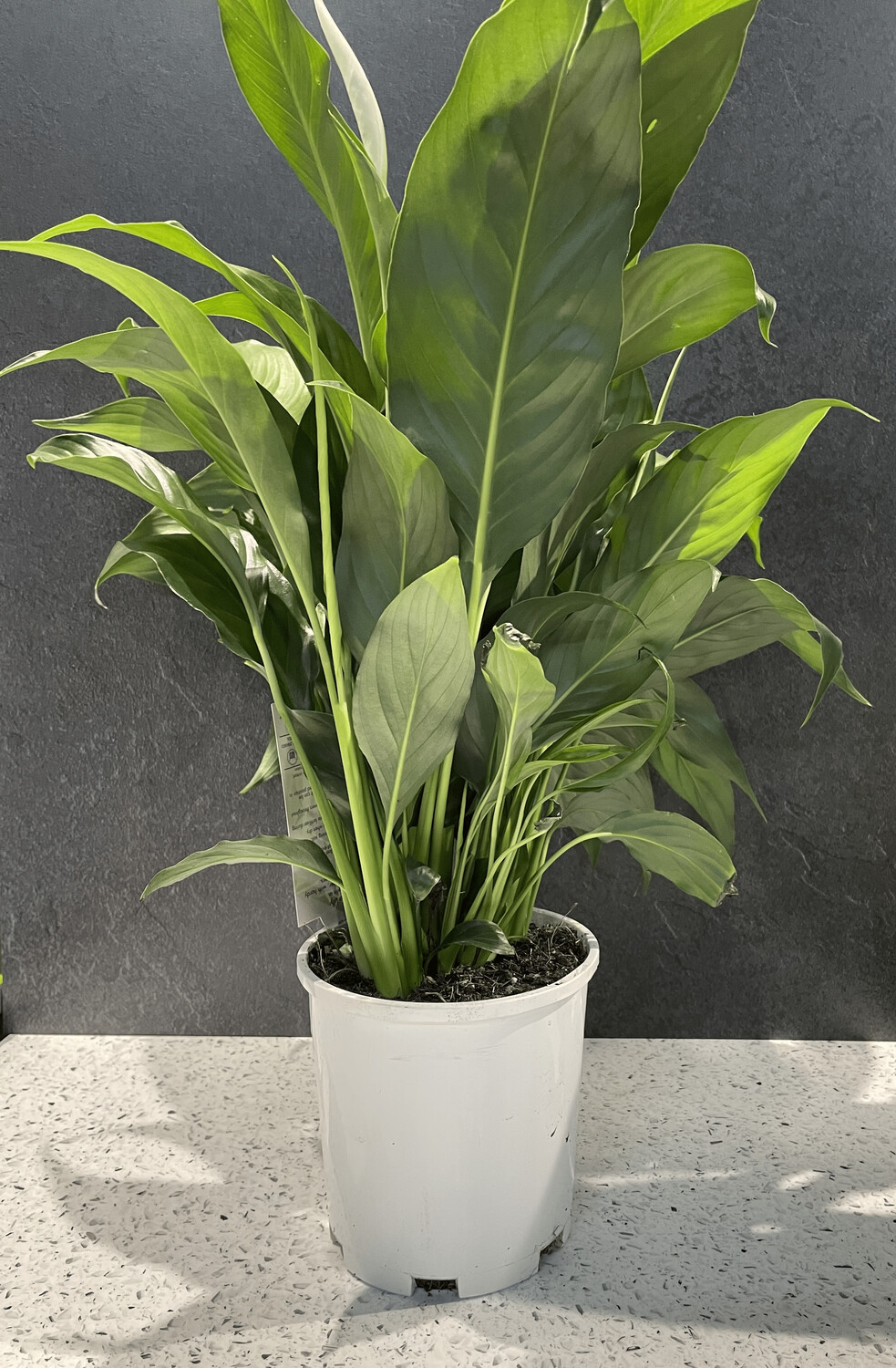 Spathiphyllum - Peace Lily (14cm)