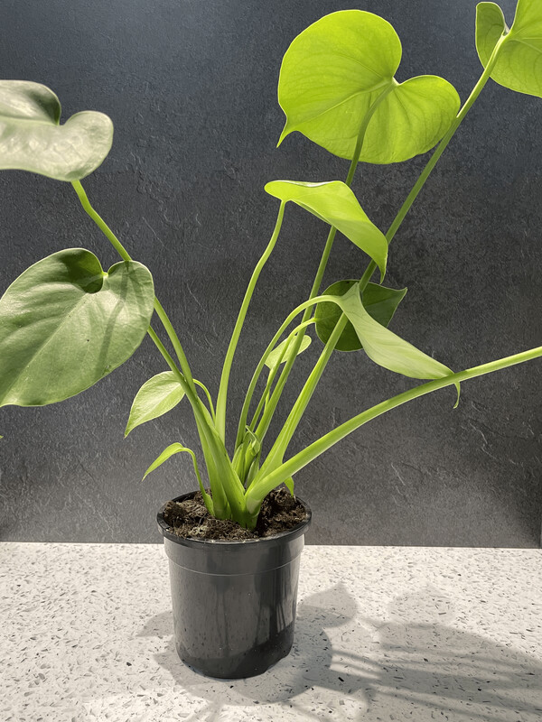 Monstera Deliciosa (13cm)