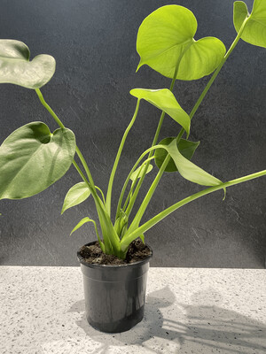 Monstera Deliciosa (13cm) Monstera Deliciosa (13cm)