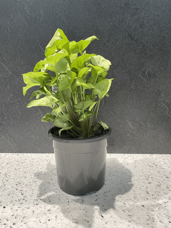 Syngonium White Butterfly (13cm) Syngonium White Butterfly (13cm)