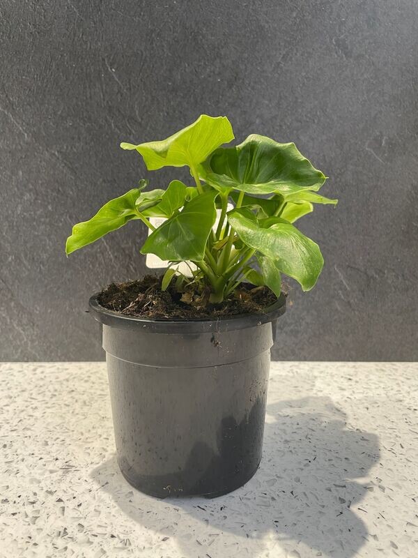 Philodendron Super Atom (13cm) Philodendron Super Atom (13cm)