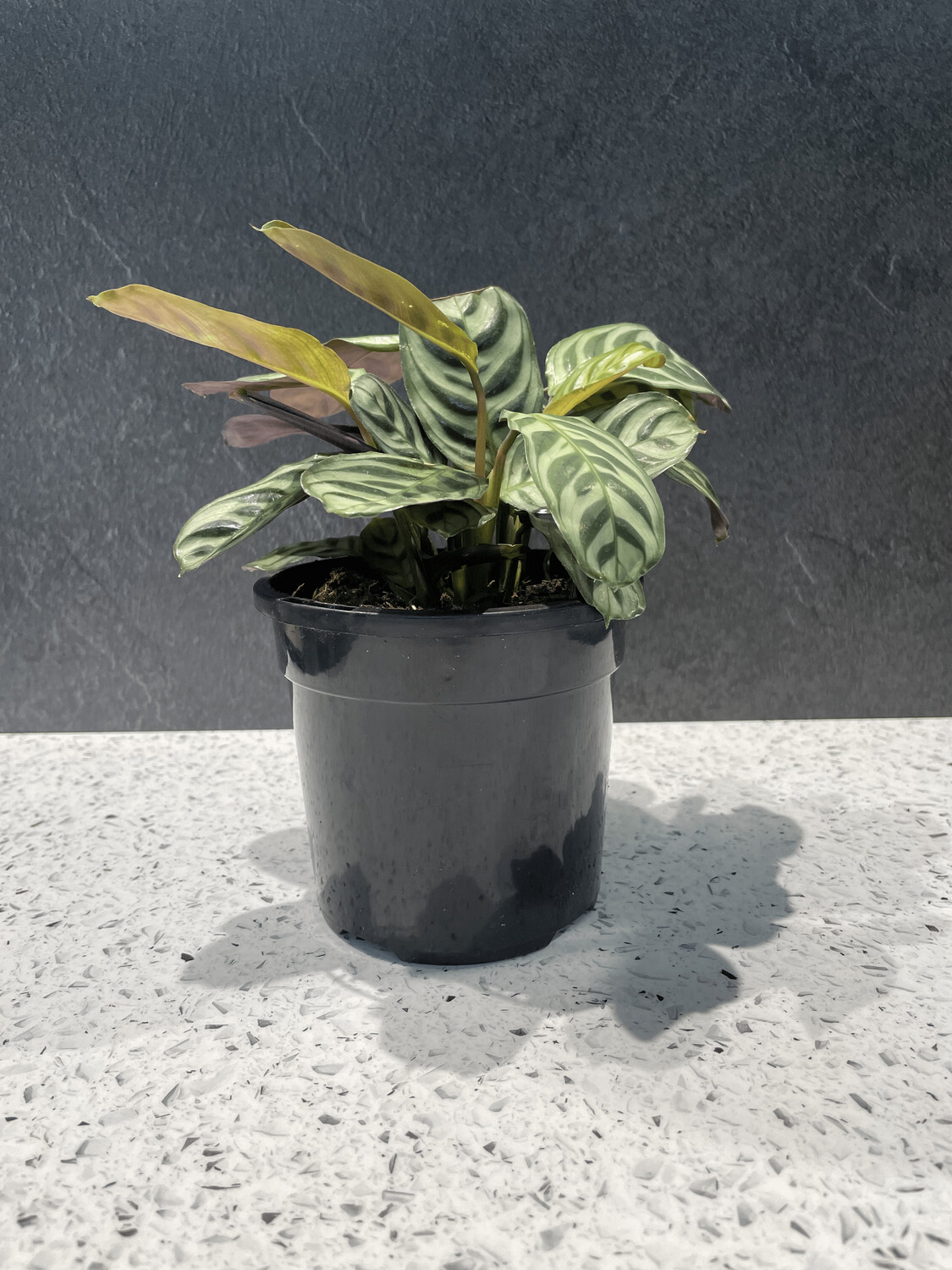 Ctenanthe Burle-Marxii (13cm)