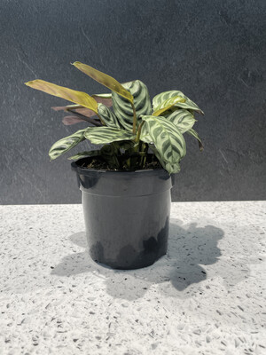Ctenanthe Burle-Marxii (13cm) Ctenanthe Burle-Marxii (13cm)