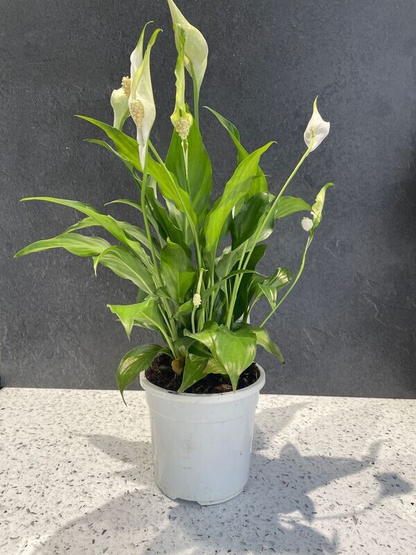 Spathiphyllum -Peace Lily (13cm) Spathiphyllum -Peace Lily (13cm)