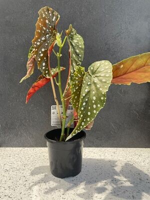 Begonia Polka Dot -Pink Flowering (13cm) Begonia Polka Dot -Pink Flowering (13cm)