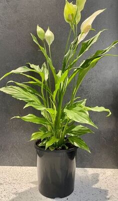 Spathiphyllum -Peace Lily (17cm) Spathiphyllum -Peace Lily (17cm)