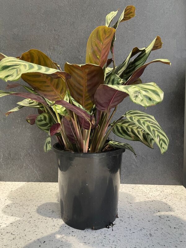 Ctenanthe Burle-Marxii (17cm)