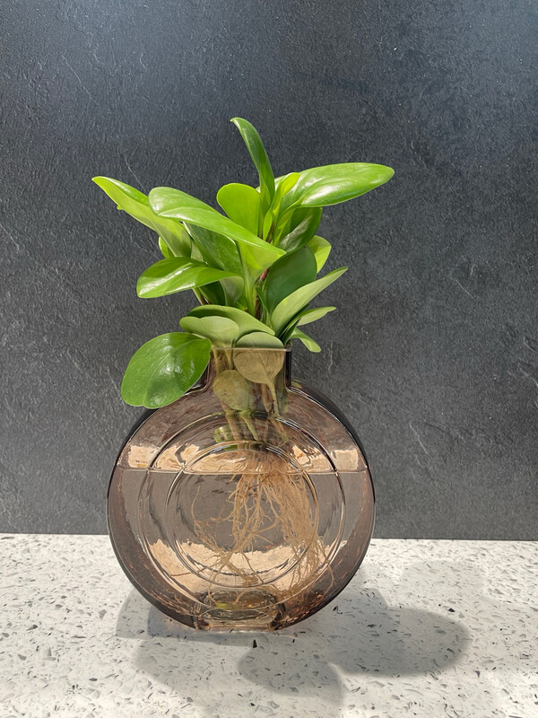 Peperomia in Round glass vase - Hydro Plant