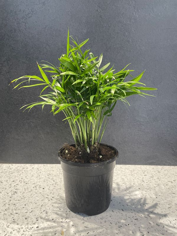 Parlor Palm (Chamaedorea elegans) (13cm) Parlor Palm (Chamaedorea elegans) (13cm)