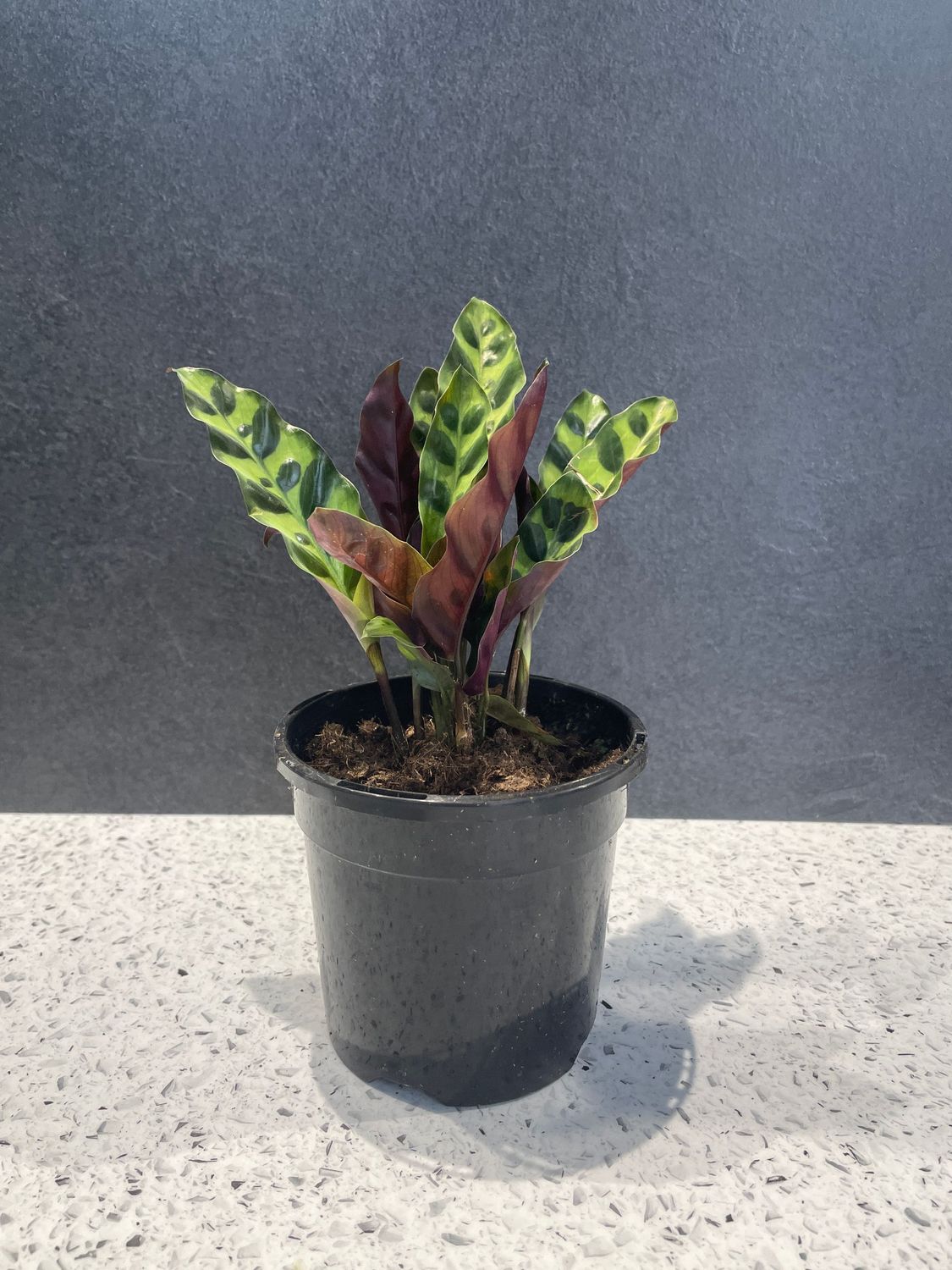Calathea Rattlesnake (Lancifolia Insignis) Plant (13cm)