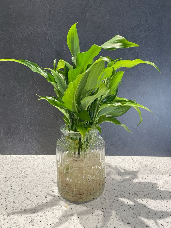 Peace lily (Small) in a Hurricane Vase - Hydro plant