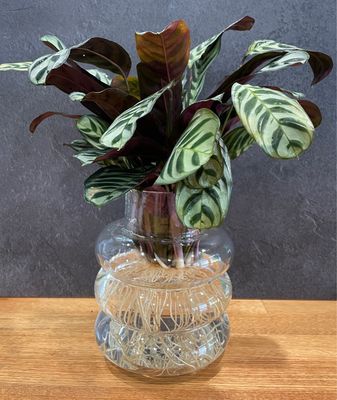 Medium Ctenanthe Burle Marxii in a Bubble Vase