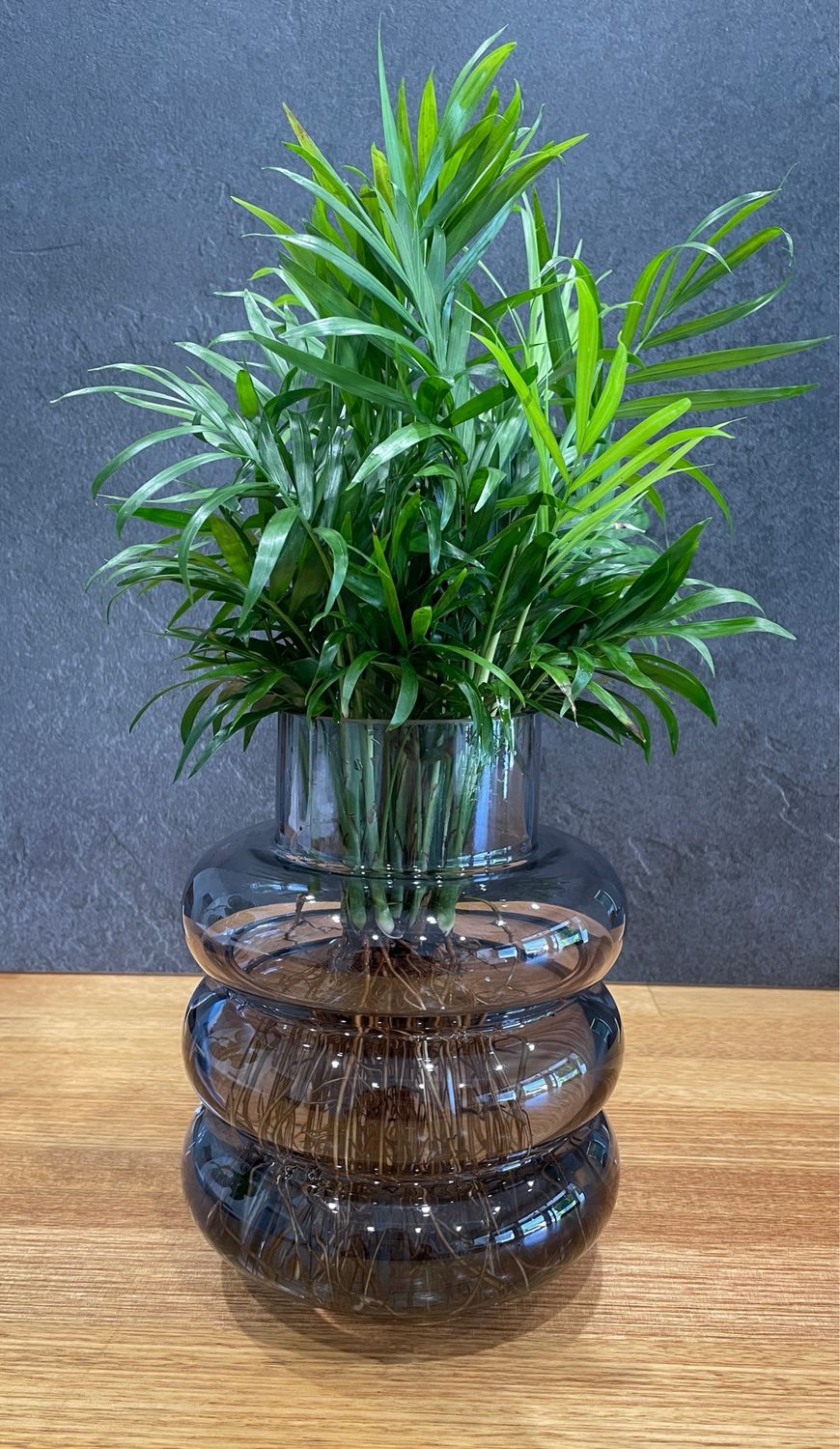 Medium Parlor Palm In a Bubble Vase Medium Parlor Palm In a Bubble Vase