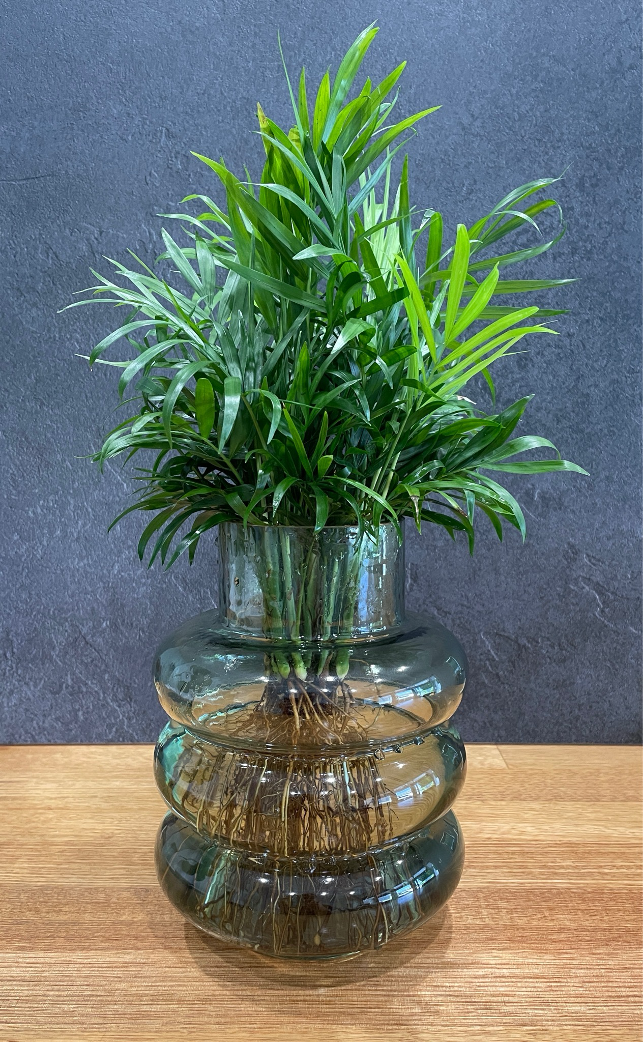 Medium Parlor Palm In a Bubble Vase