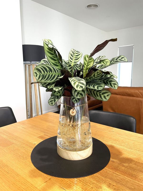 Ctenanthe Burle Marxii (Large) inc Torpedo with Timber base - Hydro plant