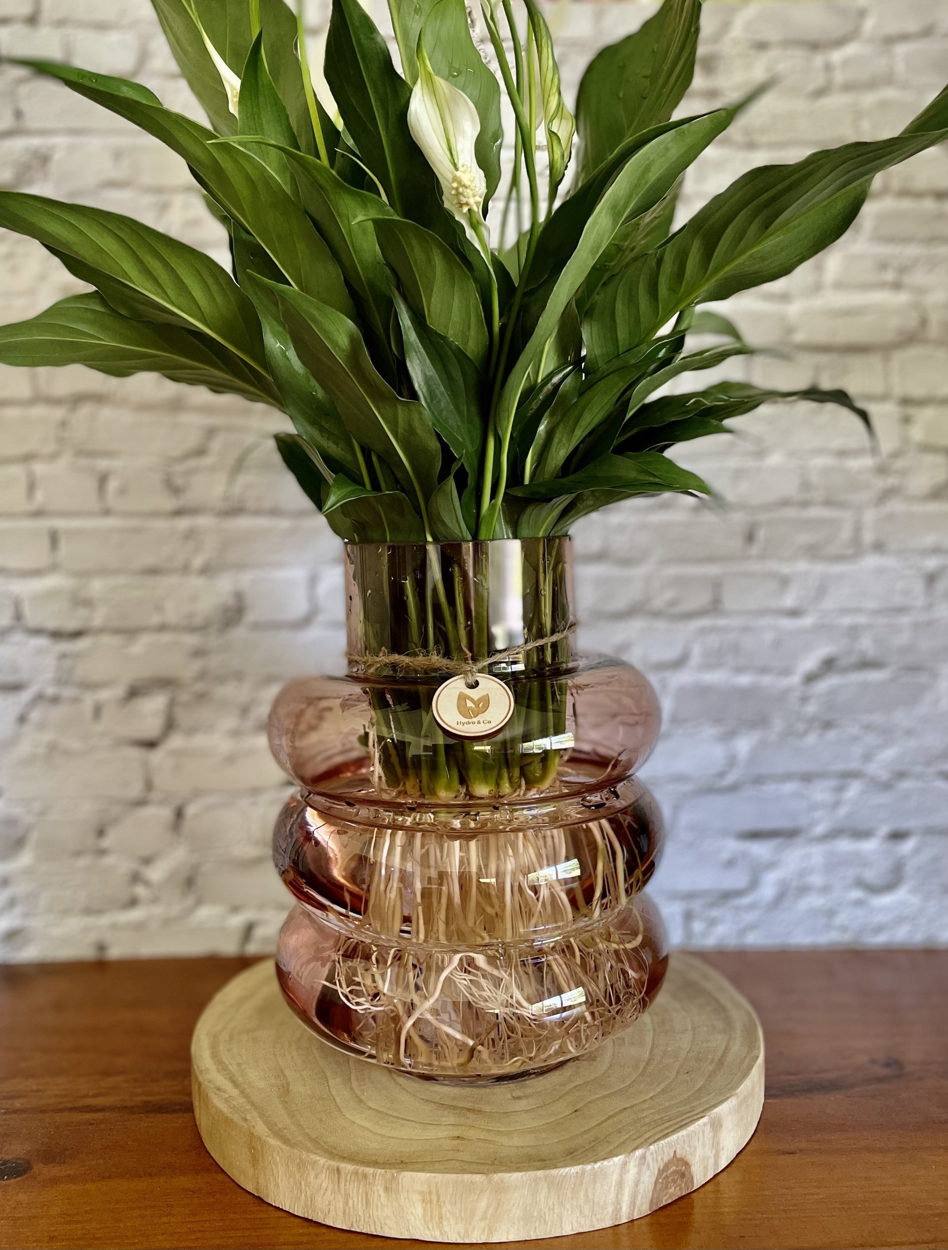 Peace Lily (Medium) in a Bubble vase - Hydro plant