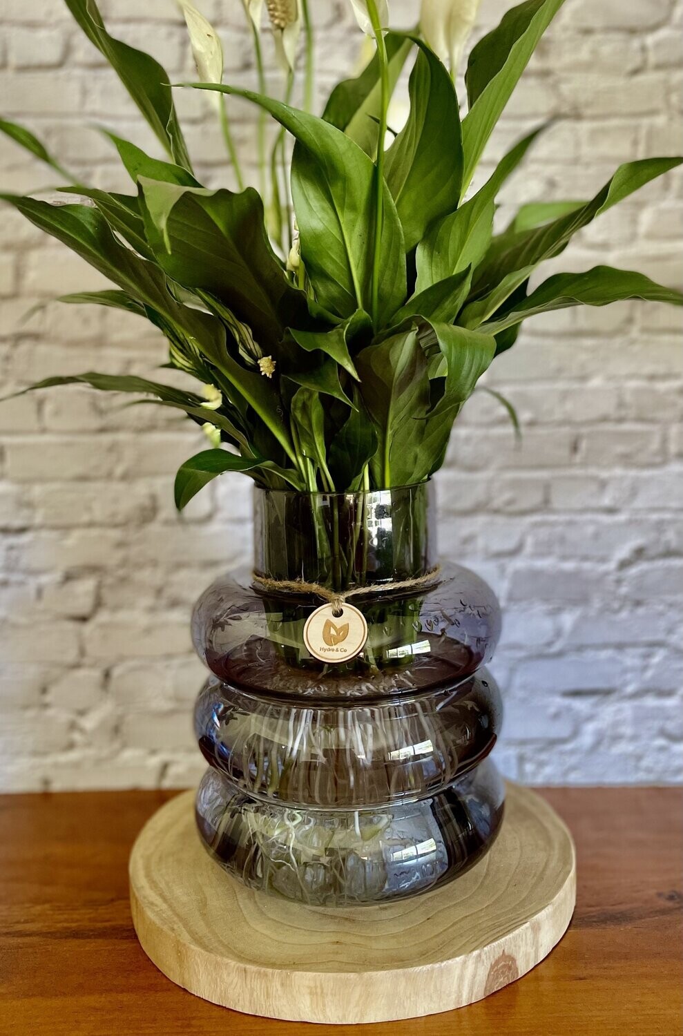 Peace Lily (Medium) in a Bubble vase - Hydro plant