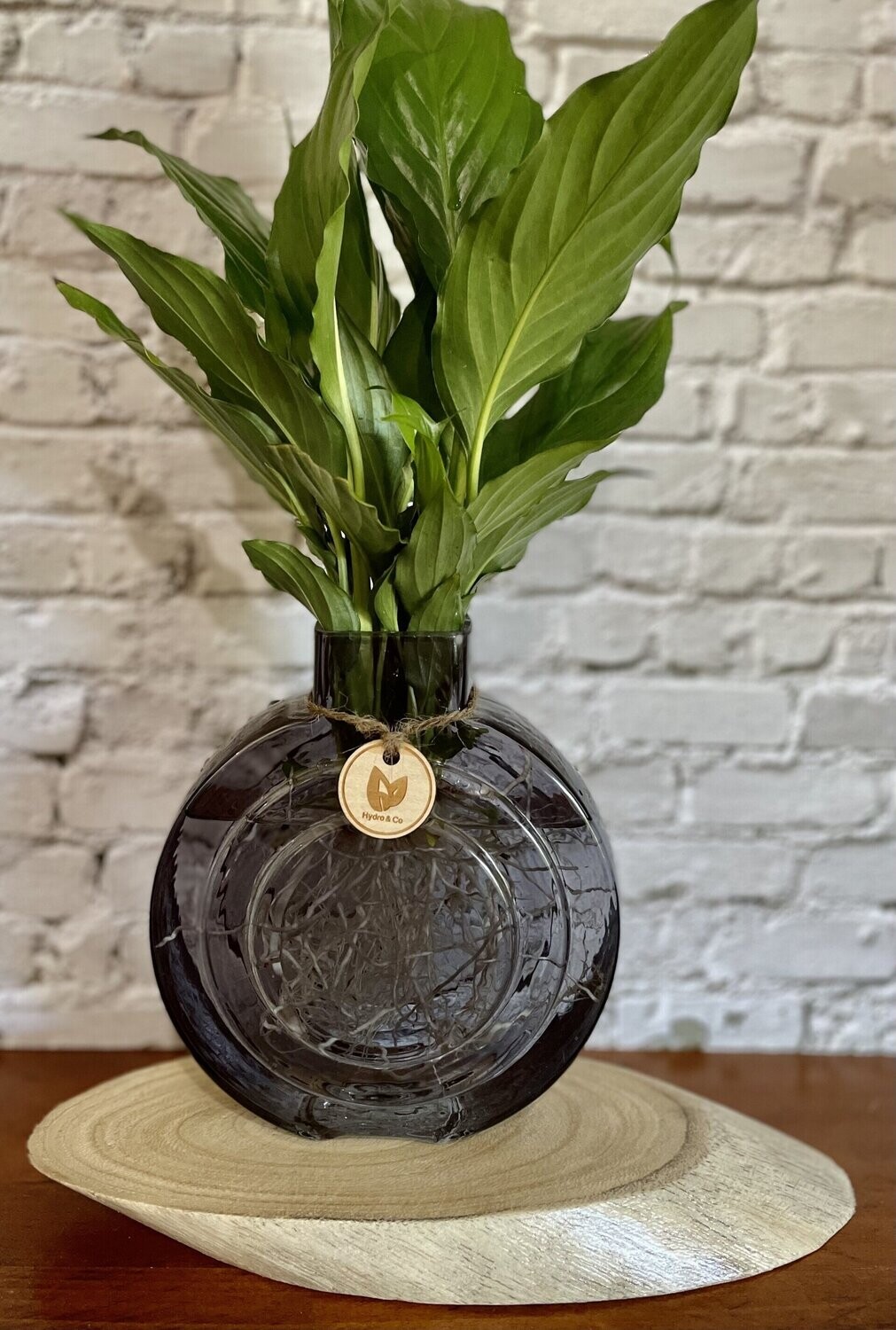 Peace Lily Verigated in Round glass vase - Hydro plant Peace Lily Verigated in Round glass vase - Hydro plant