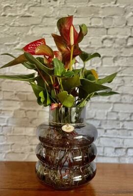 Anthurium (Medium) in a bubble vase - Hydro plant Anthurium (Medium) in a bubble vase - Hydro plant