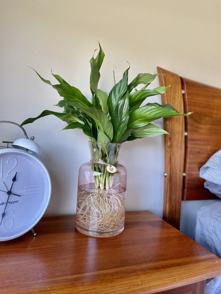 Peace Lily (Medium) in glass flared vase - Hydro plant