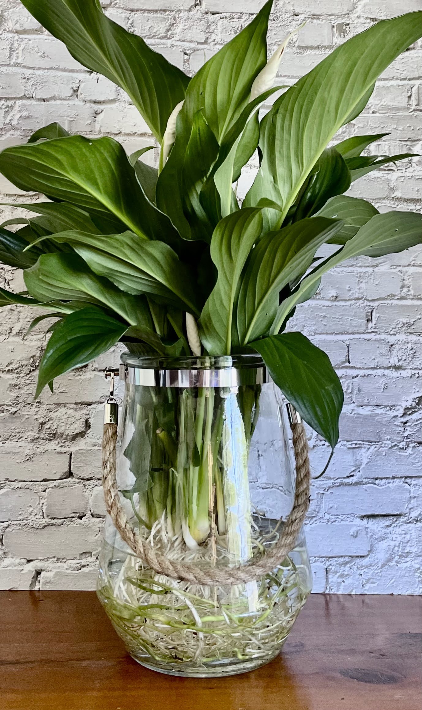Peace Lily (Large) inc Hurricane Rope Vessel