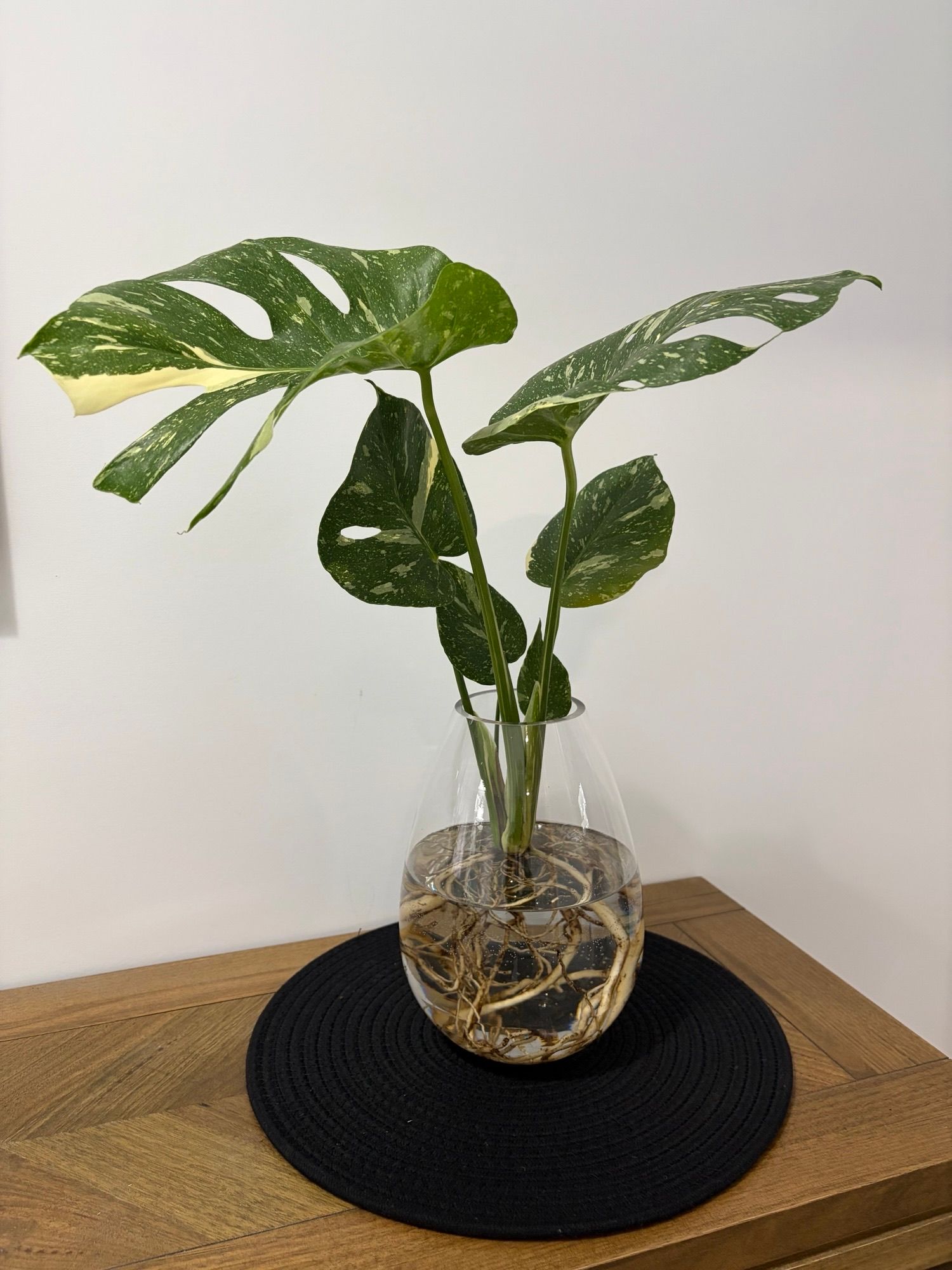 Monstera Thai Constellation in Tear Drop Vase
