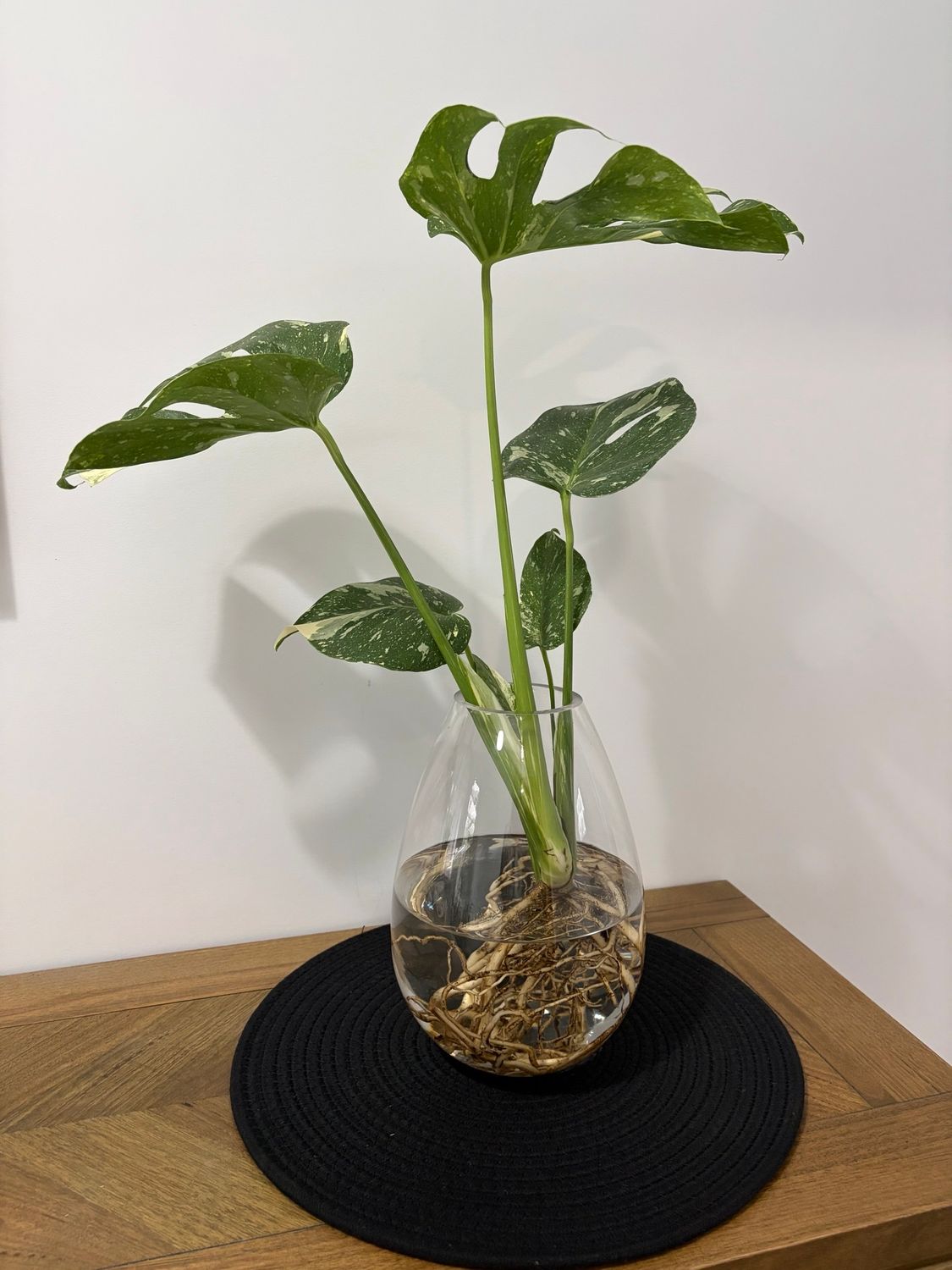 Monstera Thai Constellation in Tear Drop Vase Monstera Thai Constellation in Tear Drop Vase