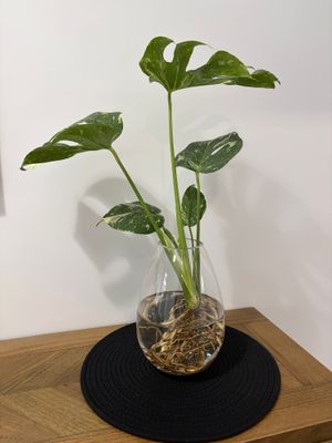 Monstera Thai Constellation in Tear Drop Vase Monstera Thai Constellation in Tear Drop Vase