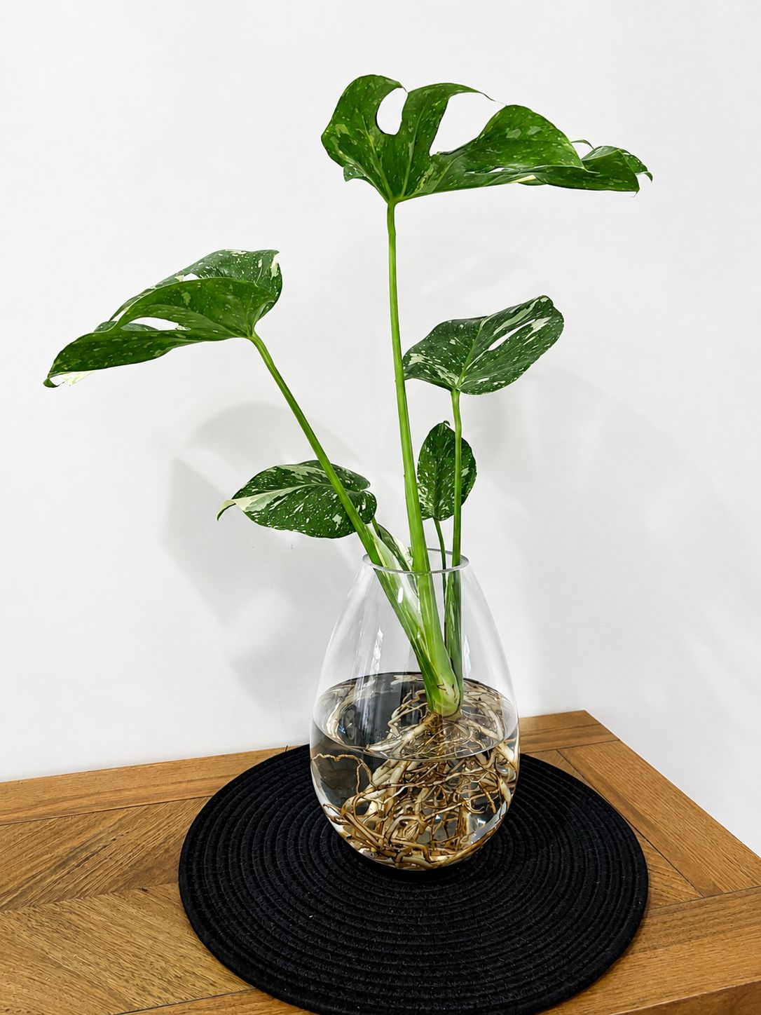 Monstera Thai Constellation in Tear Drop Vase