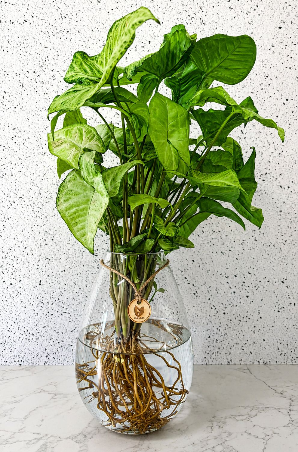 Syngonium 'White Butterfly' in Teardrop Vase