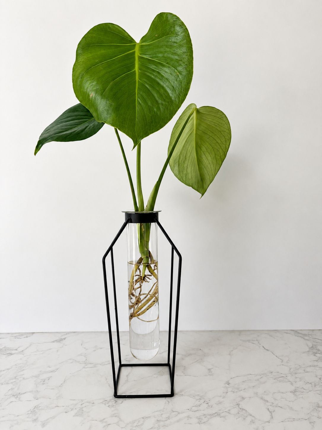 Monstera in Large Test Tube Vase
