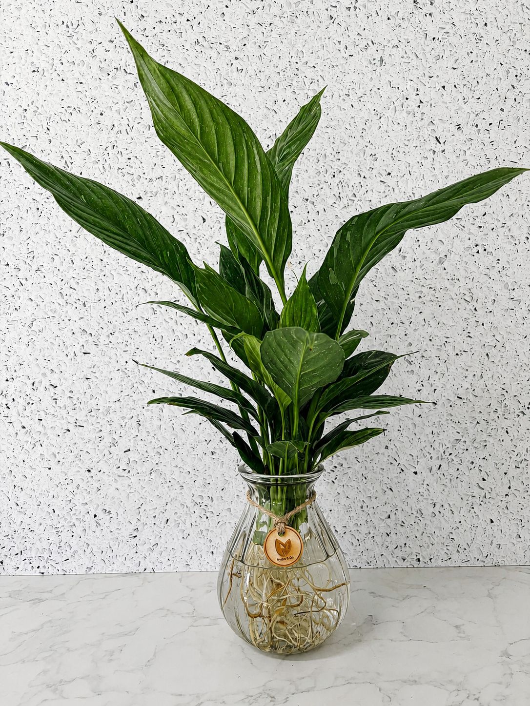 Peace Lily 'Domino' in Clear Vase