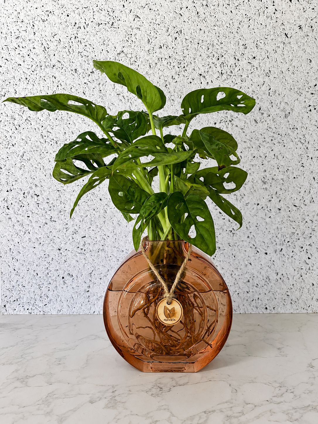 Money Mask in Round Rose Vase