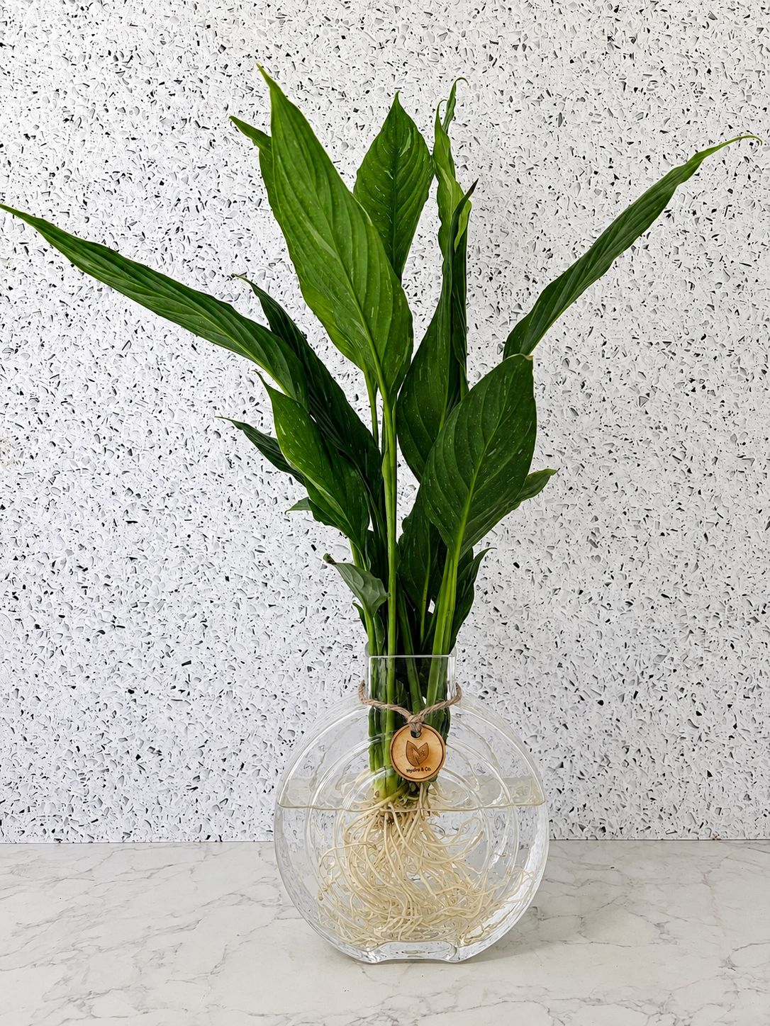 Peace Lily 'Domino' in Clear Round Vase