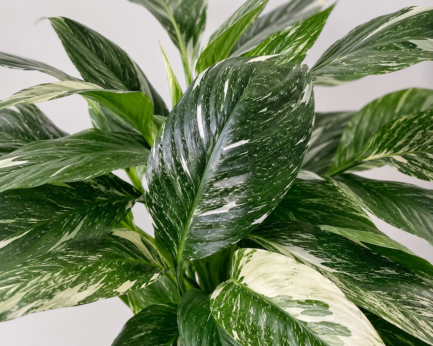 Peace Lily 'Domino' in Clear Round Vase