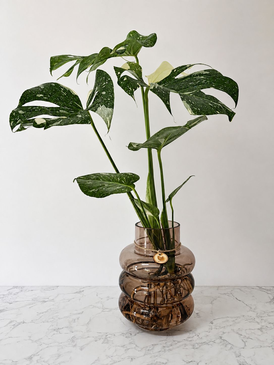 Monstera 'Thai Constellation' in Rose Bubble Vase