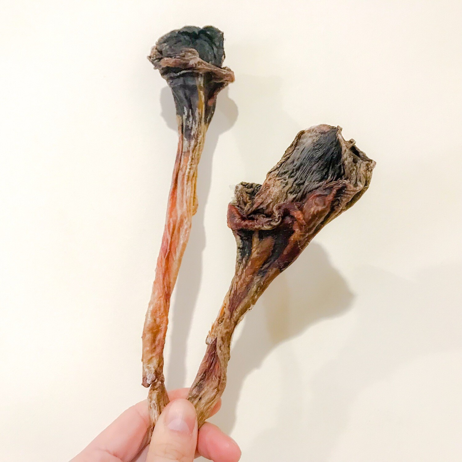 kangaroo tendon dog chews