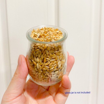 Organic Cat Grass Seeds 100g | Hairball Remedy | Super Food