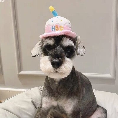 Birthday Cake Hat, also a squeaky toy Birthday Cake Hat, also a squeaky toy