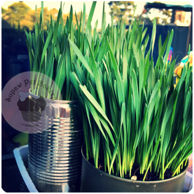 Pre-grown Organic Cat Grass in a pot  | Hairball Remedy | Super Food