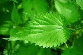 Nettle Leaf Tea