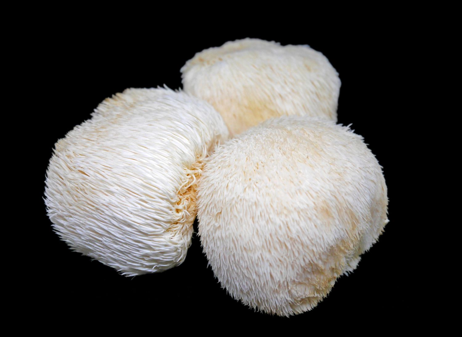 Lion&#39;s Mane Tea