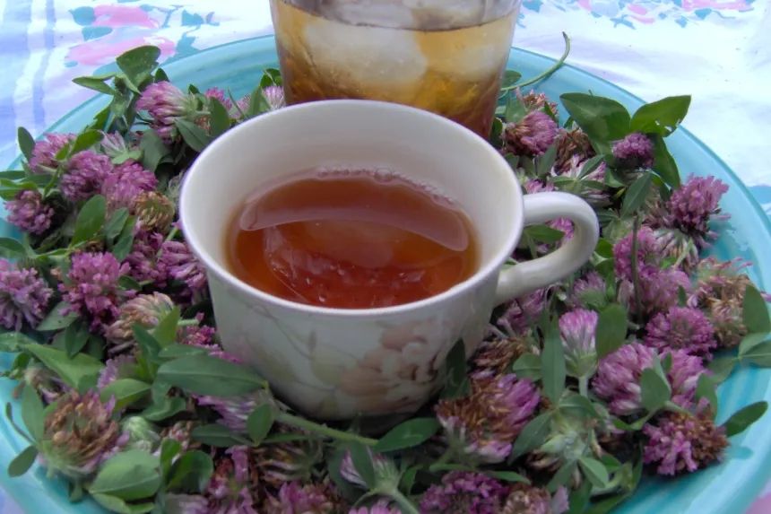 Red Clover Tea