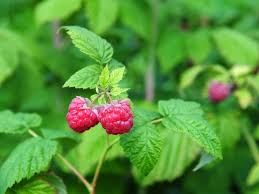 Raspberry Leaf Tea