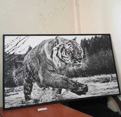 Leopard in water canvas print 40cm x60cm