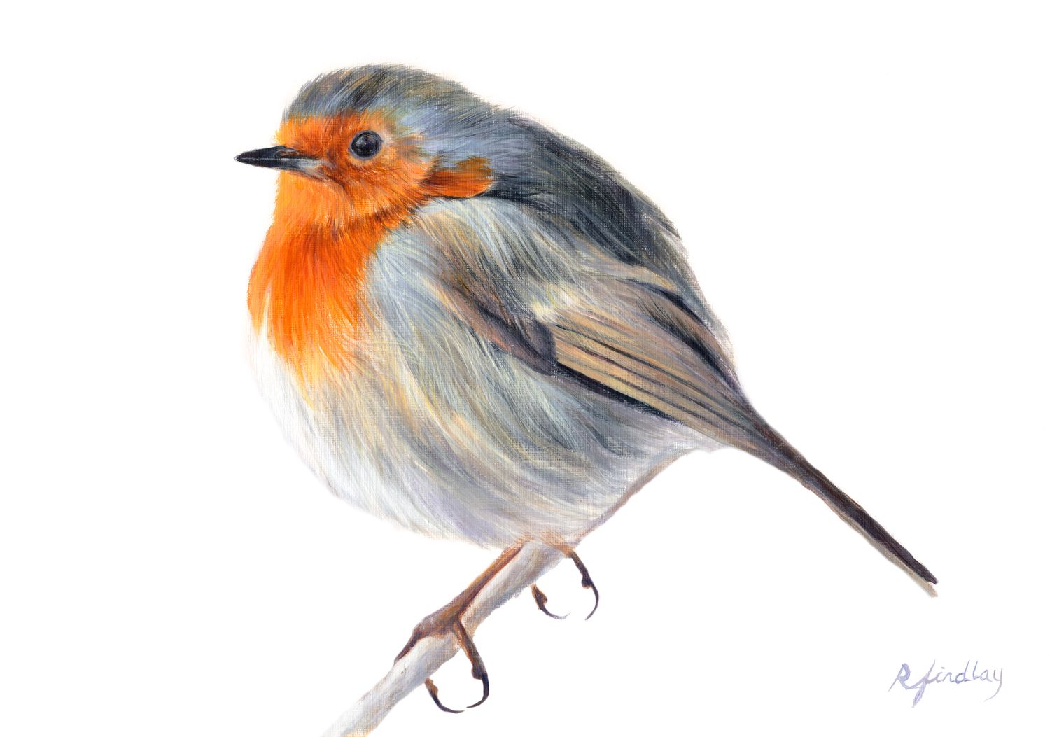 Robin A4 fine art Gicleé print
